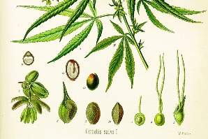 研究人员利用大麻发明大麻生物复合材料 或可用于汽车零部件及食品包装